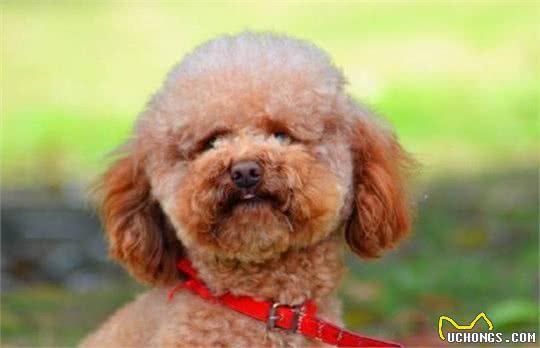 科普泰迪犬（贵宾犬Poodle）毛发护理常识