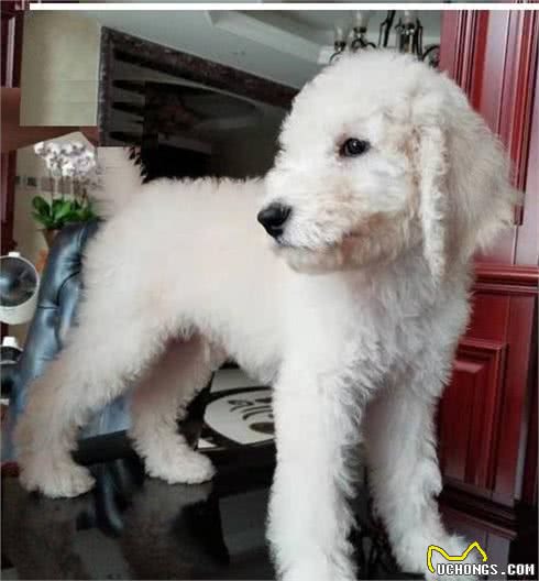 科普泰迪犬（贵宾犬Poodle）毛发护理常识