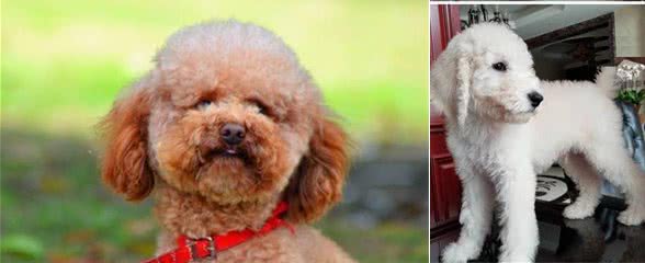 科普泰迪犬（贵宾犬Poodle）毛发护理常识