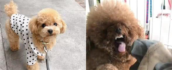为什么泰迪犬从万人迷，变成了万人恨？原因有5个