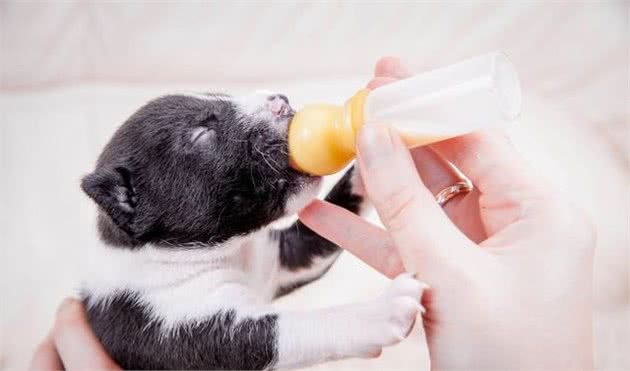 幼犬不知道饱是什么感觉，那么主人应当如何给幼犬制定喂食计划呢