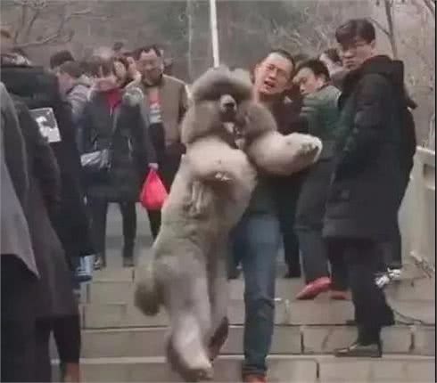 国庆想带狗狗去登山？做好这五件事，才是愉快的旅行