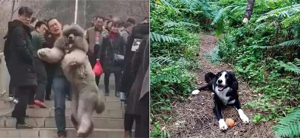 国庆想带狗狗去登山？做好这五件事，才是愉快的旅行