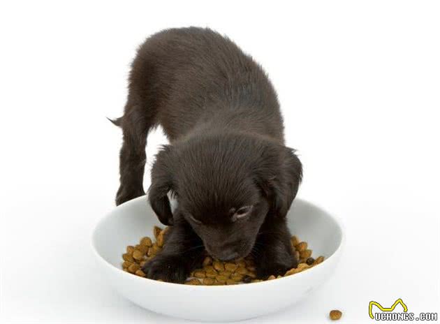 辟谣！犬粮长期泡着吃对肠胃更好，宠物医生告诉你犬粮到底怎么吃