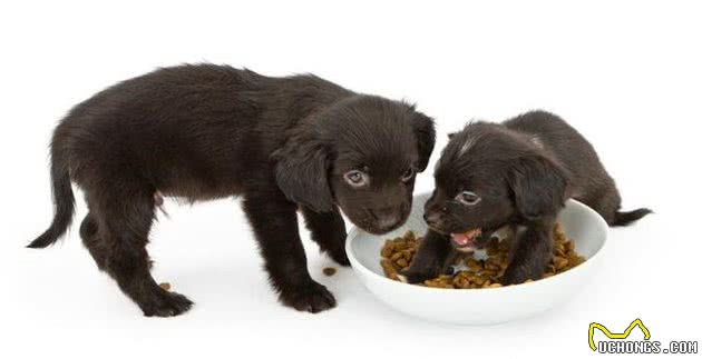 辟谣！犬粮长期泡着吃对肠胃更好，宠物医生告诉你犬粮到底怎么吃