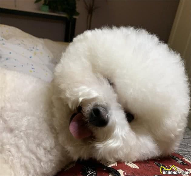 饲养比熊犬的6大“误区”，你都避开了吗？