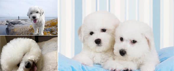 饲养比熊犬的6大“误区”，你都避开了吗？