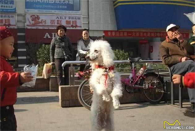 饲养贵宾犬的4大雷区，你踩中了几个？