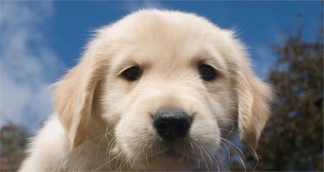 要是被犬咬伤，请尽快做好这两步，越早预防越好