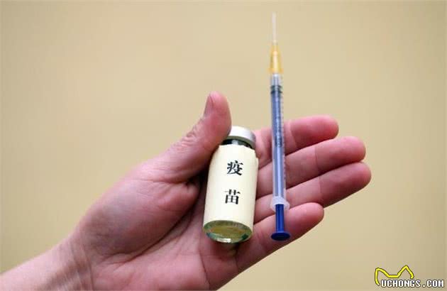 要是被犬咬伤，请尽快做好这两步，越早预防越好