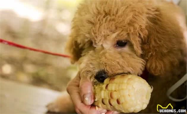 兽医：泰迪犬6大饲养禁区，别让爱变成伤害