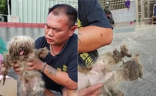 遭繁殖场丢弃的玛尔济斯犬四周流浪屎尿覆盖全身