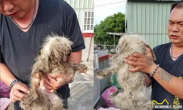 遭繁殖场丢弃的玛尔济斯犬四周流浪屎尿覆盖全身