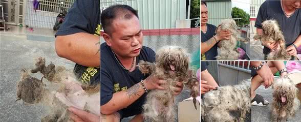 遭繁殖场丢弃的玛尔济斯犬四周流浪屎尿覆盖全身