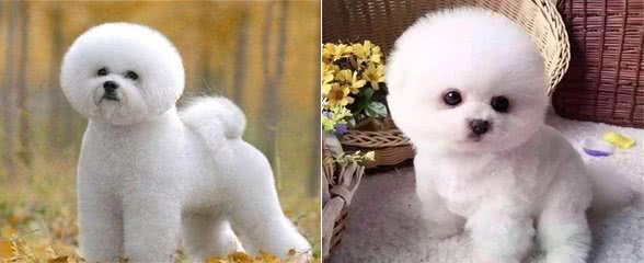 要想养好比熊犬，这4点一定得多注意，“陪玩儿”是关键
