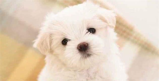 买狗要知道的10大准则!不看你可能会吃亏!