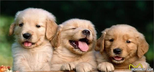 买狗要知道的10大准则!不看你可能会吃亏!