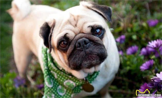 买狗要知道的10大准则!不看你可能会吃亏!