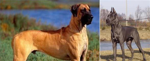 他是德国版藏獒:德国国宝獒别名大丹犬蜚声世界
