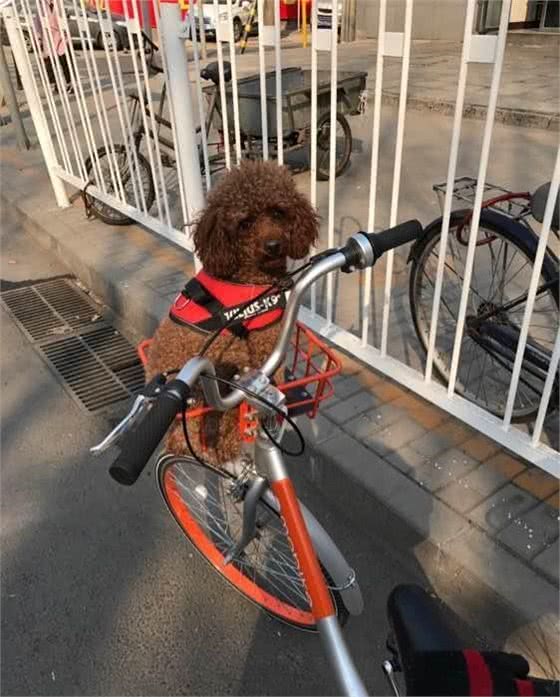 泰迪是猛犬吗，为什么脾气这么暴躁，连金毛犬都咬？