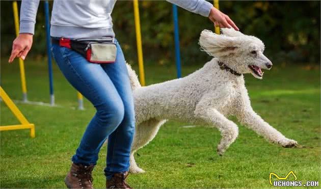 千万没想到！养贵宾犬，居然还隐藏着这6个神奇功能