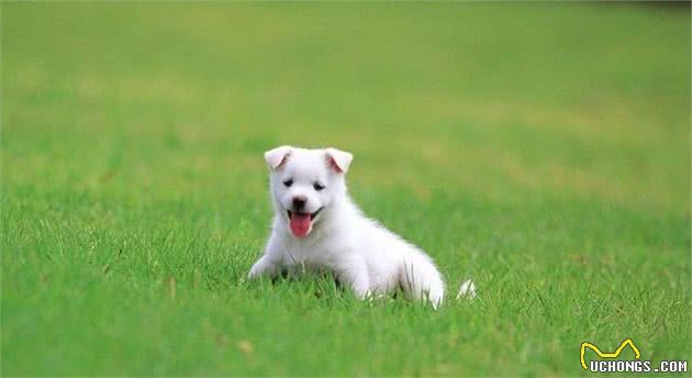 如何训练幼犬的凶猛性