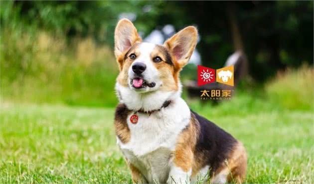 犬毛色退色的5个原因，你了解吗？