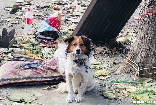 犬毛发粗糙暗淡，别急，注意这五个点，告别毛发粗糙