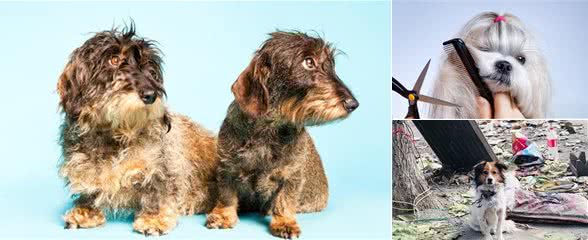 犬毛发粗糙暗淡，别急，注意这五个点，告别毛发粗糙