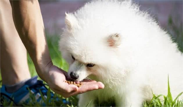 幼犬何时断奶有讲究，后续饲养更关键