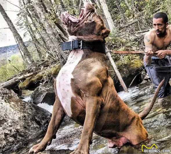 恶霸犬，还是巨型的！你说怕不怕！