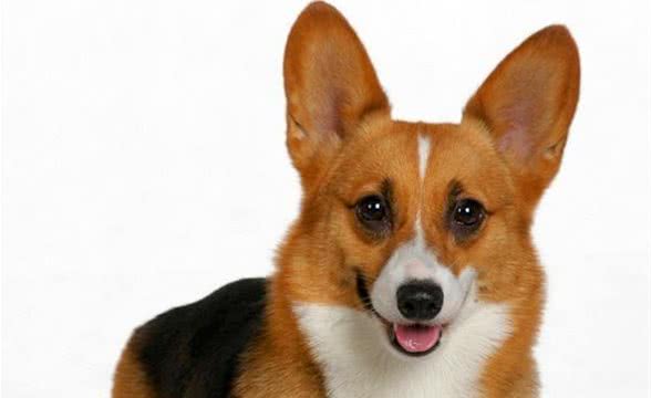 柯基犬好养吗？如何养柯基犬