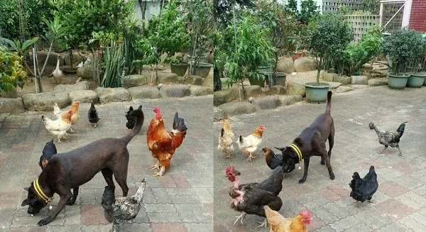 浪浪变守卫犬！把鸡群当同伴分食点心　饲主赞：米克斯好聪明