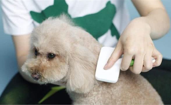 别洗太勤了！狗狗冬季多久洗次澡较好？