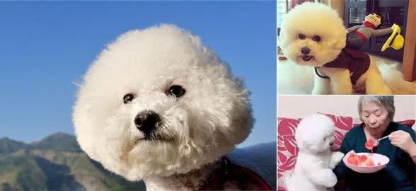 养狗千万别养比熊犬，它会毁掉你的生活，曝光它的罪行