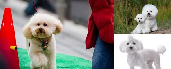 比熊犬的8个体形特点，让你更了解你的狗狗