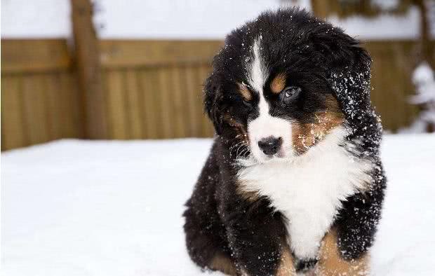 来自雪山的大萌宝—伯恩山犬