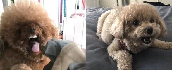 泰迪犬虽可爱，但“恶名在外”，这些缺陷接受不了最好别养