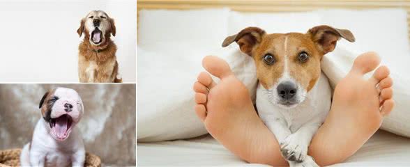 狗狗打哈欠就是没睡好?错!—狗狗睡觉的秘密