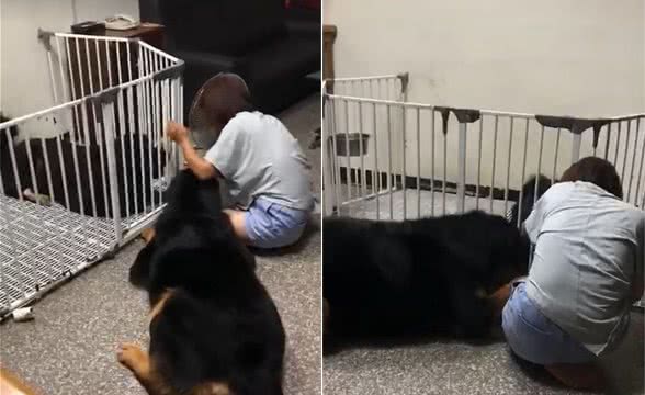 藏獒妒忌很吓人，拼命想往主人怀里钻，差点把主人给撞倒了