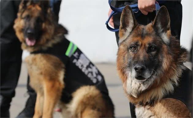 坏人的天敌，孩子们的天使—德国牧羊犬