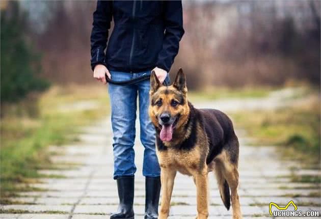 坏人的天敌，孩子们的天使—德国牧羊犬