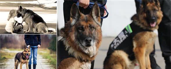 坏人的天敌，孩子们的天使—德国牧羊犬