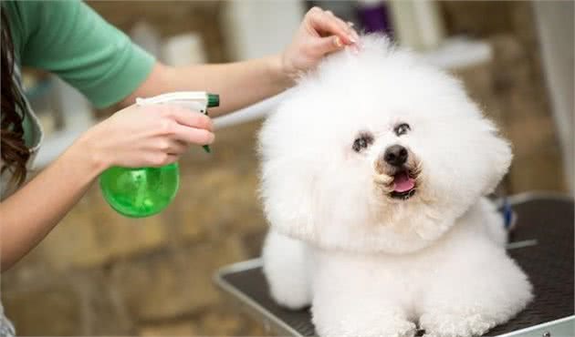 比熊犬每次吃东西都饥不择食的，看看网友们是怎么给建议的