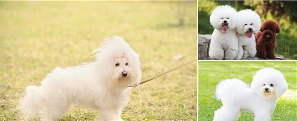 比熊犬每次吃东西都饥不择食的，看看网友们是怎么给建议的