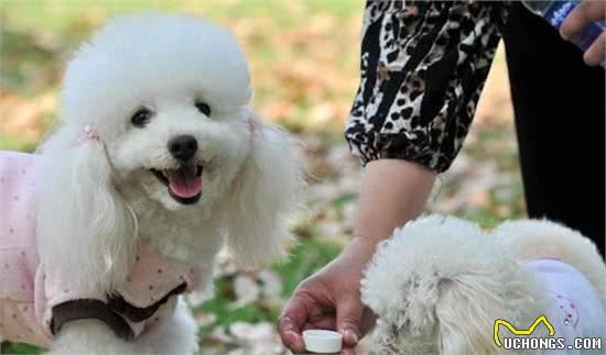 犬性格和你有的调教方式有很大的关系，主人怎么教狗狗怎么学