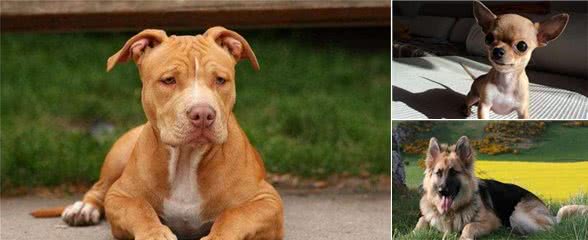 ?脾气特别大的5种狗,它们生起气来,连自己的主人都咬!