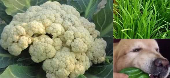 养狗的须知：这5种蔬菜，狗狗是不能吃的，会危及狗狗的生命