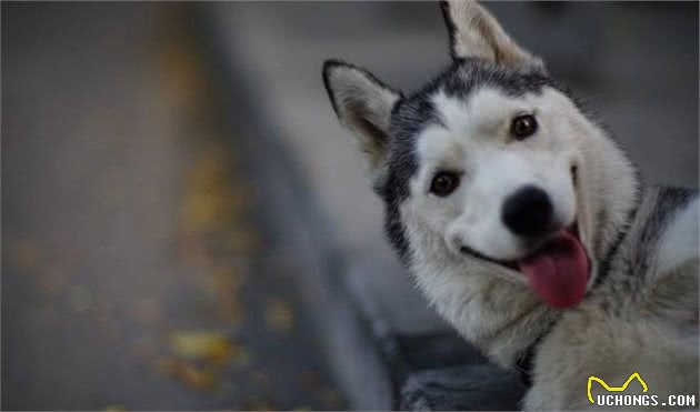 哈士奇犬与阿拉斯加差距大，学会这7点辨认方式，不再认错雪橇犬！