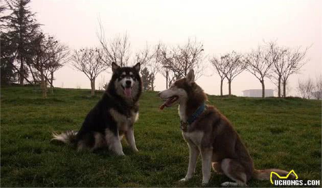 哈士奇犬与阿拉斯加差距大，学会这7点辨认方式，不再认错雪橇犬！